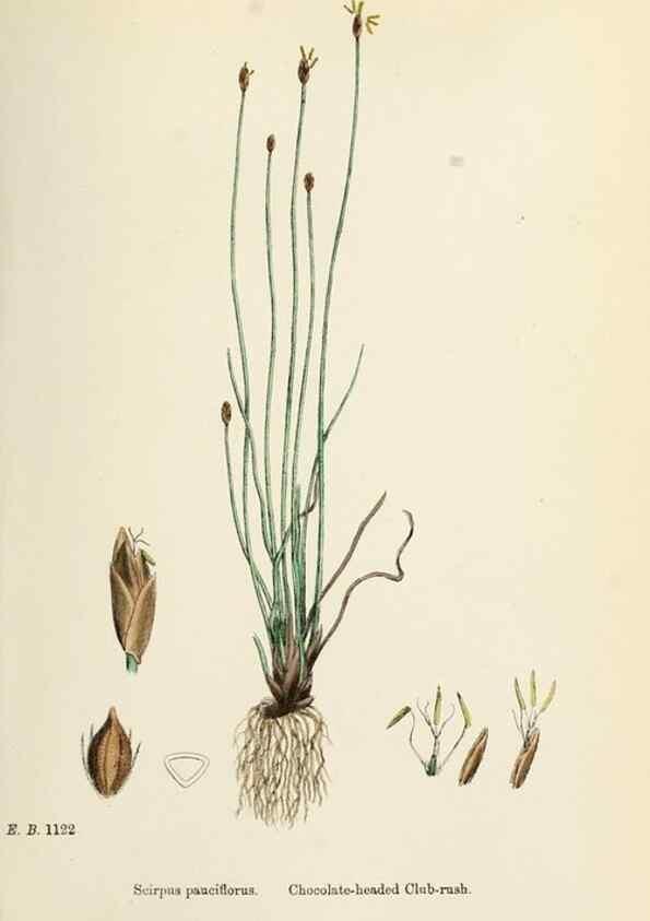 Reproducción/Reproduction 48750676347: English botany, or, Coloured figures of British plants /. London :R. Hardwicke,1863-1886.. 
