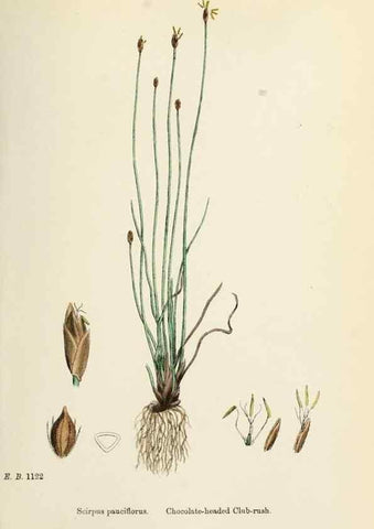 Reproducción/Reproduction 48750676347: English botany, or, Coloured figures of British plants /. London :R. Hardwicke,1863-1886.. 