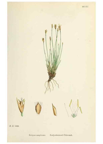 Reproducción/Reproduction 48750676667: English botany, or, Coloured figures of British plants /. London :R. Hardwicke,1863-1886.. 
