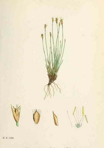Reproducción/Reproduction 48750676667: English botany, or, Coloured figures of British plants /. London :R. Hardwicke,1863-1886.. 