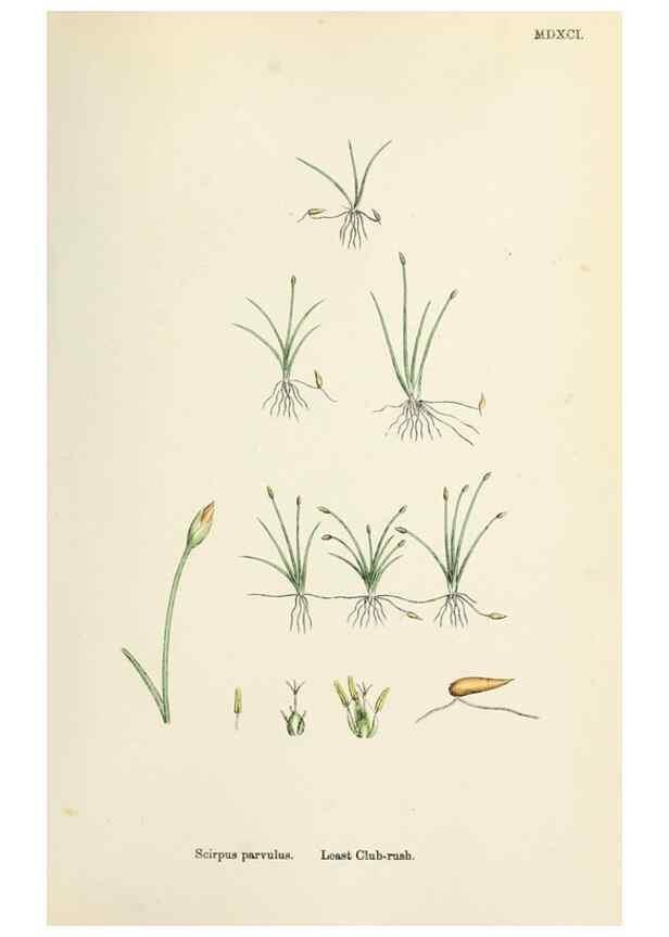 Reproducción/Reproduction 48750489321: English botany, or, Coloured figures of British plants /. London :R. Hardwicke,1863-1886.. 