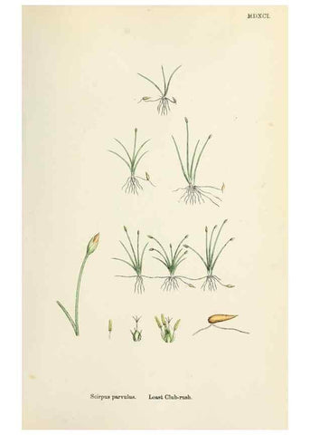 Reproducción/Reproduction 48750489321: English botany, or, Coloured figures of British plants /. London :R. Hardwicke,1863-1886.. 