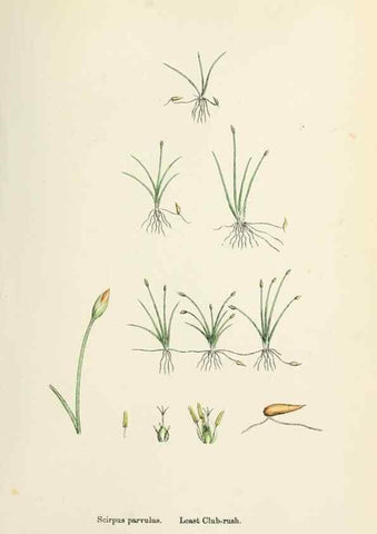 Reproducción/Reproduction 48750489321: English botany, or, Coloured figures of British plants /. London :R. Hardwicke,1863-1886.. 
