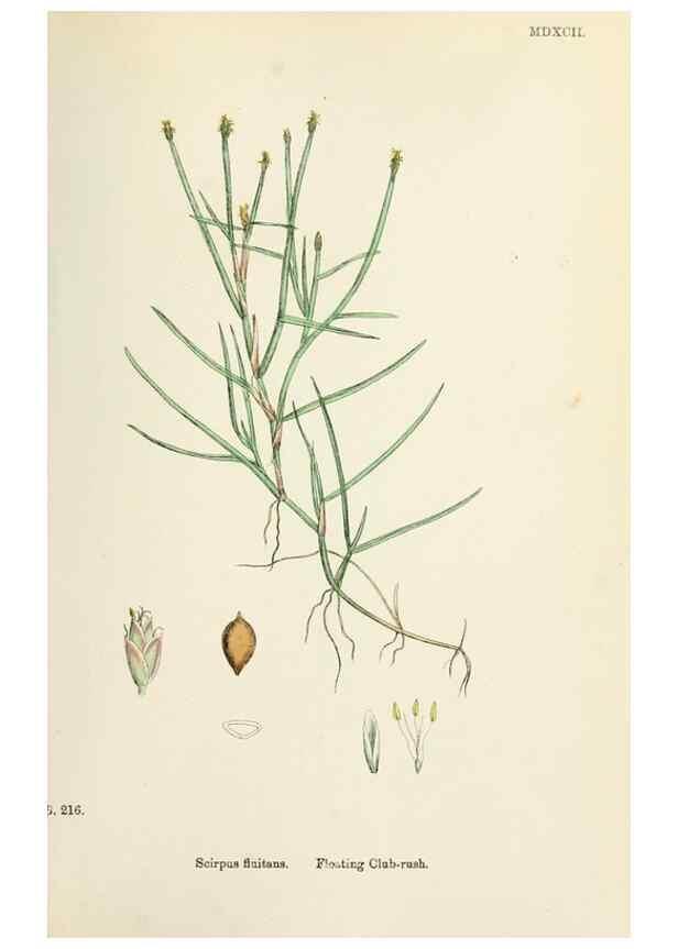 Reproducción/Reproduction 48750677427: English botany, or, Coloured figures of British plants /. London :R. Hardwicke,1863-1886.. 