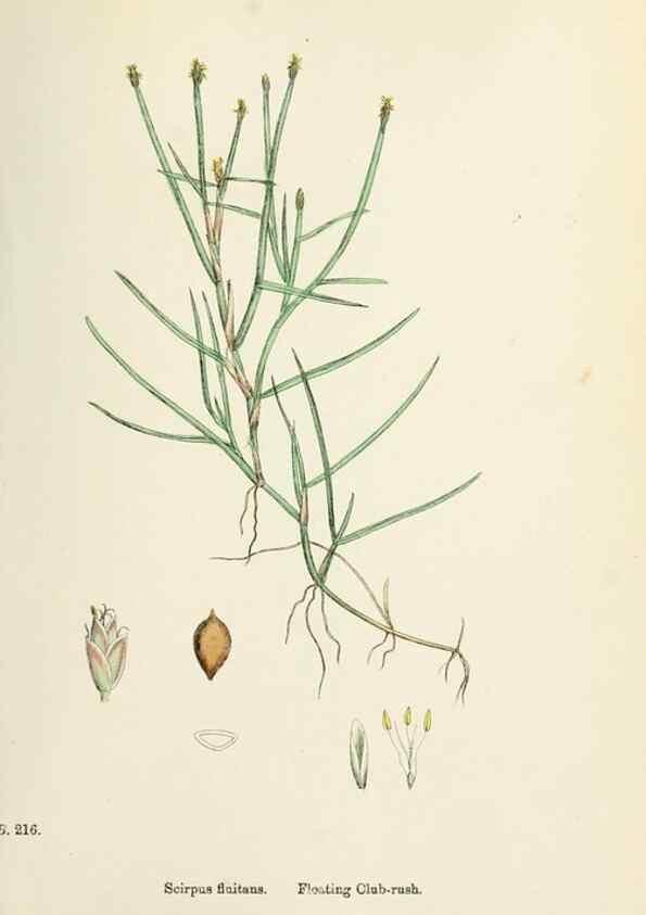 Reproducción/Reproduction 48750677427: English botany, or, Coloured figures of British plants /. London :R. Hardwicke,1863-1886.. 