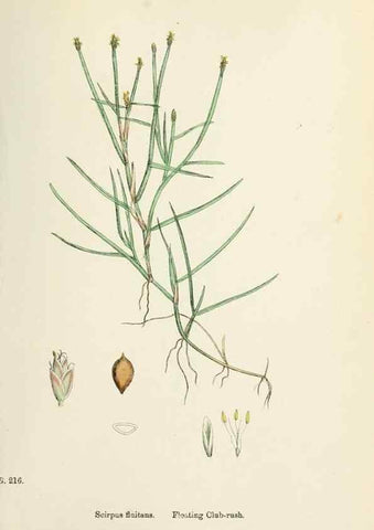 Reproducción/Reproduction 48750677427: English botany, or, Coloured figures of British plants /. London :R. Hardwicke,1863-1886.. 