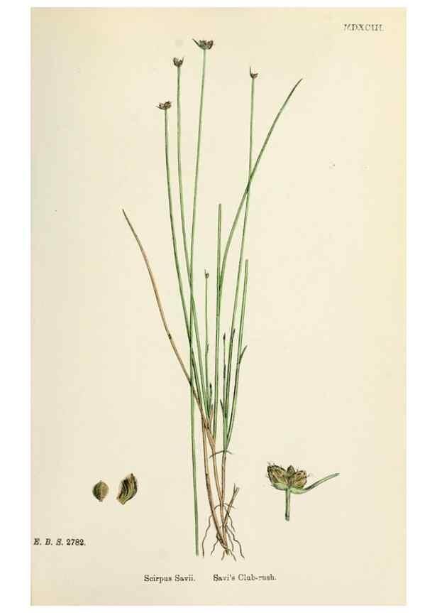 Reproducción/Reproduction 48750489971: English botany, or, Coloured figures of British plants /. London :R. Hardwicke,1863-1886.. 