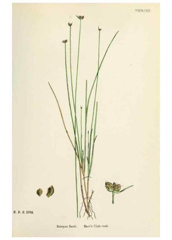 Reproducción/Reproduction 48750489971: English botany, or, Coloured figures of British plants /. London :R. Hardwicke,1863-1886.. 