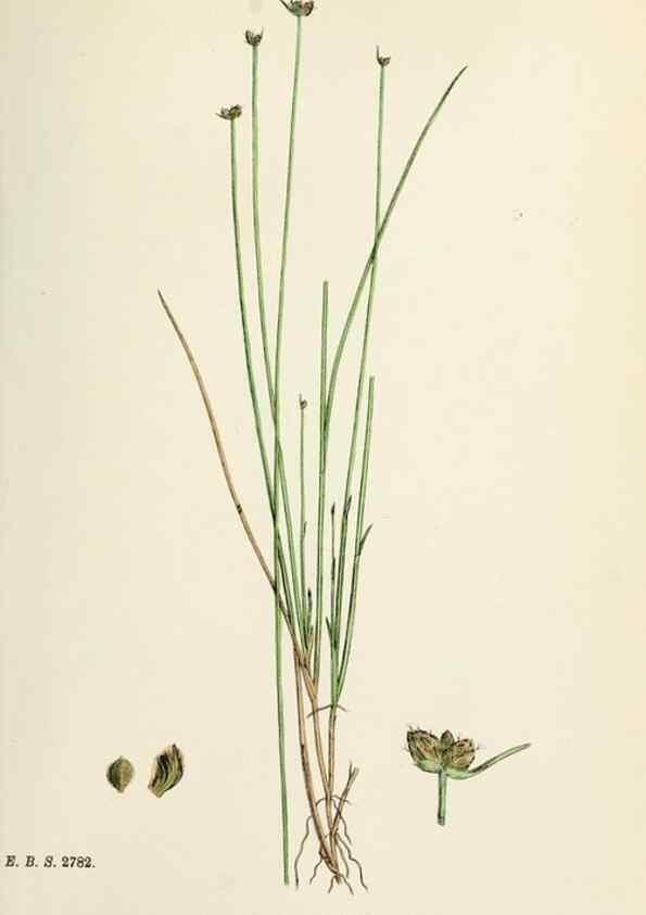Reproducción/Reproduction 48750489971: English botany, or, Coloured figures of British plants /. London :R. Hardwicke,1863-1886.. 