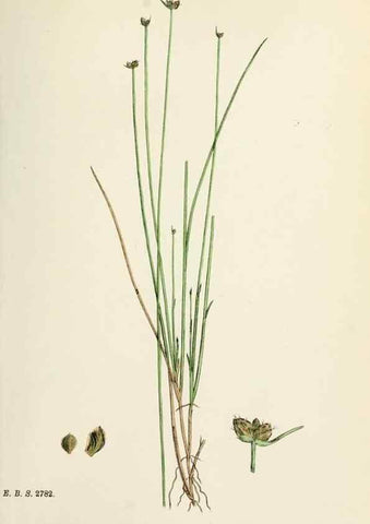 Reproducción/Reproduction 48750489971: English botany, or, Coloured figures of British plants /. London :R. Hardwicke,1863-1886.. 