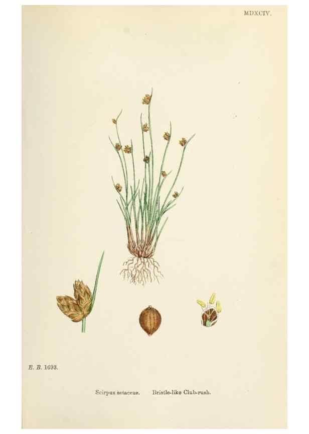 Reproducción/Reproduction 48750162388: English botany, or, Coloured figures of British plants /. London :R. Hardwicke,1863-1886.. 