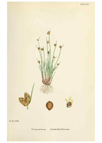 Reproducción/Reproduction 48750162388: English botany, or, Coloured figures of British plants /. London :R. Hardwicke,1863-1886.. 