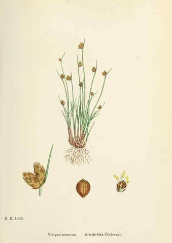 Reproducción/Reproduction 48750162388: English botany, or, Coloured figures of British plants /. London :R. Hardwicke,1863-1886.. 
