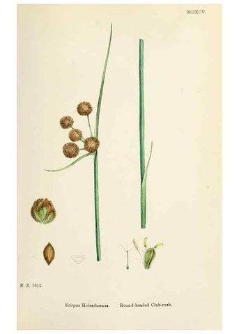 Reproducción/Reproduction 48750490581: English botany, or, Coloured figures of British plants /. London :R. Hardwicke,1863-1886.. 