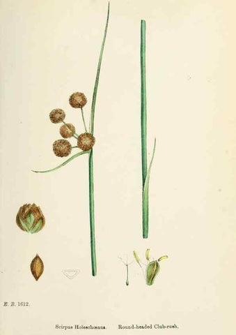 Reproducción/Reproduction 48750490581: English botany, or, Coloured figures of British plants /. London :R. Hardwicke,1863-1886.. 