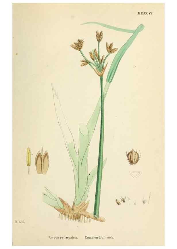 Reproducción/Reproduction 48750678782: English botany, or, Coloured figures of British plants /. London :R. Hardwicke,1863-1886.. 