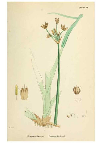 Reproducción/Reproduction 48750678782: English botany, or, Coloured figures of British plants /. London :R. Hardwicke,1863-1886.. 