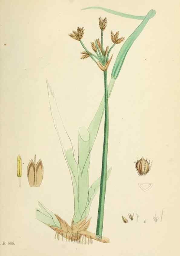 Reproducción/Reproduction 48750678782: English botany, or, Coloured figures of British plants /. London :R. Hardwicke,1863-1886.. 