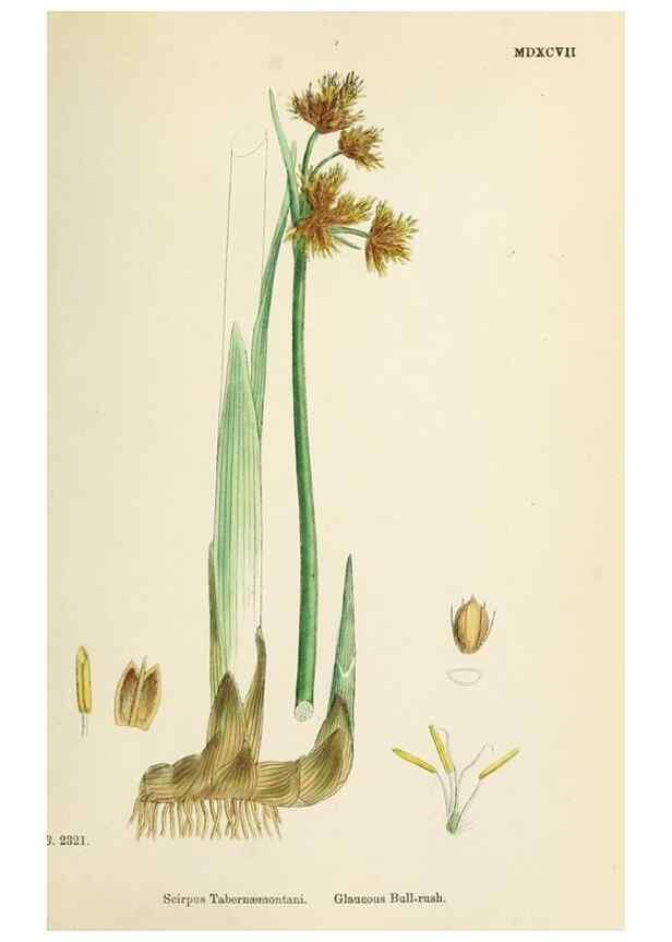 Reproducción/Reproduction 48750163603: English botany, or, Coloured figures of British plants /. London :R. Hardwicke,1863-1886.. 
