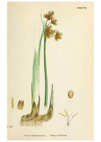Reproducción/Reproduction 48750163603: English botany, or, Coloured figures of British plants /. London :R. Hardwicke,1863-1886.. 