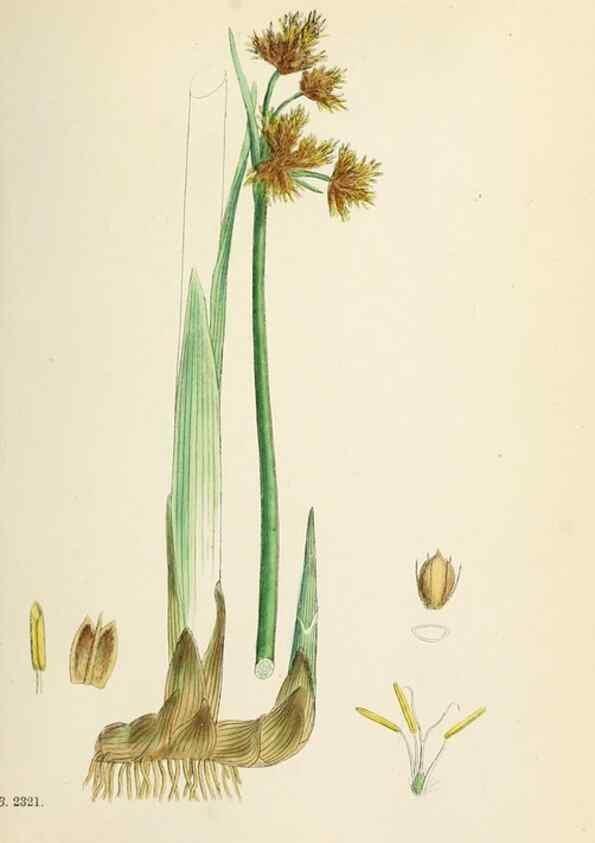 Reproducción/Reproduction 48750163603: English botany, or, Coloured figures of British plants /. London :R. Hardwicke,1863-1886.. 