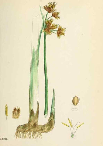 Reproducción/Reproduction 48750163603: English botany, or, Coloured figures of British plants /. London :R. Hardwicke,1863-1886.. 