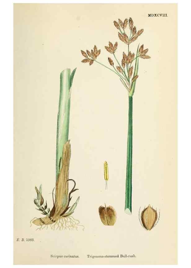 Reproducción/Reproduction 48750679437: English botany, or, Coloured figures of British plants /. London :R. Hardwicke,1863-1886.. 