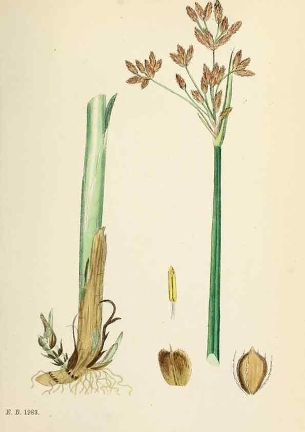 Reproducción/Reproduction 48750679437: English botany, or, Coloured figures of British plants /. London :R. Hardwicke,1863-1886.. 