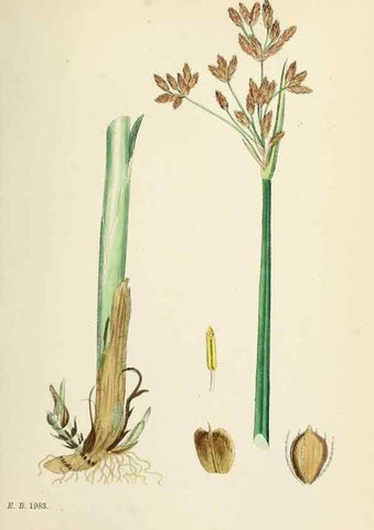 Reproducción/Reproduction 48750679437: English botany, or, Coloured figures of British plants /. London :R. Hardwicke,1863-1886.. 