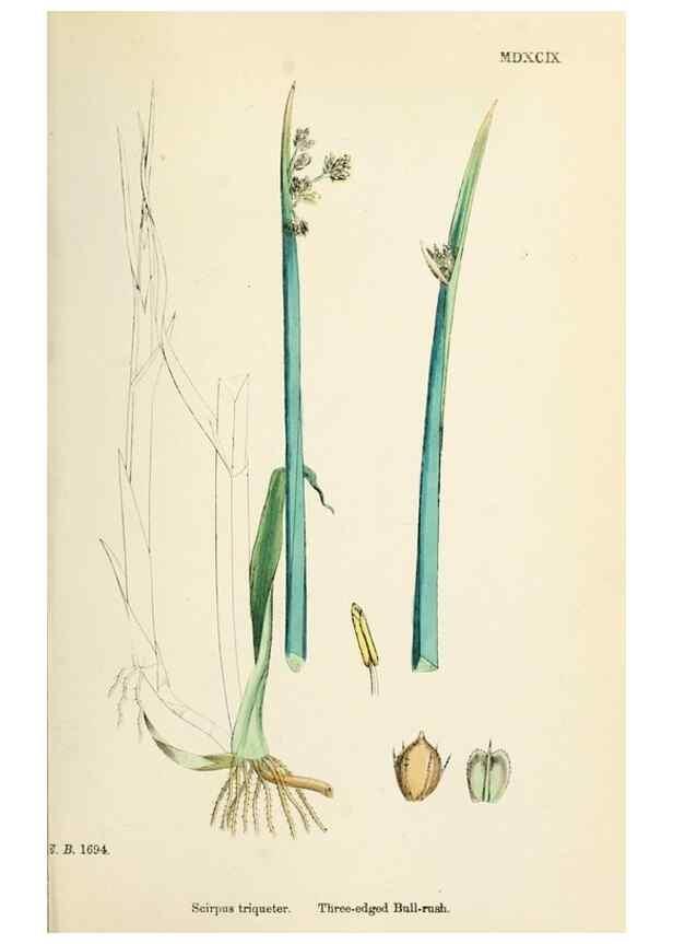 Reproducción/Reproduction 48750679727: English botany, or, Coloured figures of British plants /. London :R. Hardwicke,1863-1886.. 