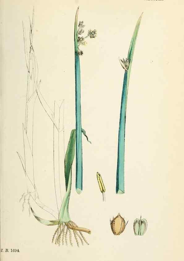 Reproducción/Reproduction 48750679727: English botany, or, Coloured figures of British plants /. London :R. Hardwicke,1863-1886.. 