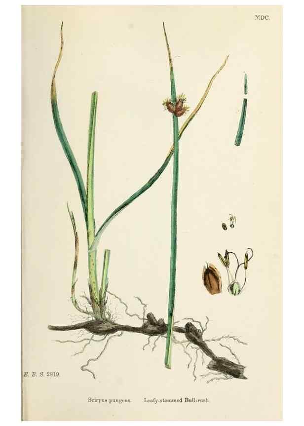 Reproducción/Reproduction 48750171563: English botany, or, Coloured figures of British plants /. London :R. Hardwicke,1863-1886.. 