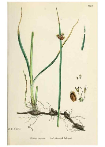 Reproducción/Reproduction 48750171563: English botany, or, Coloured figures of British plants /. London :R. Hardwicke,1863-1886.. 