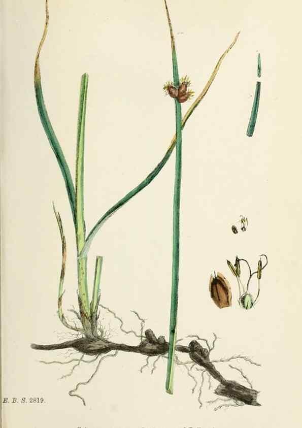 Reproducción/Reproduction 48750171563: English botany, or, Coloured figures of British plants /. London :R. Hardwicke,1863-1886.. 