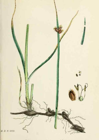 Reproducción/Reproduction 48750171563: English botany, or, Coloured figures of British plants /. London :R. Hardwicke,1863-1886.. 