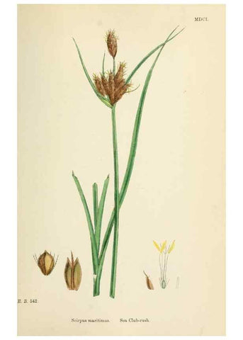 Reproducción/Reproduction 48750171878: English botany, or, Coloured figures of British plants /. London :R. Hardwicke,1863-1886.. 