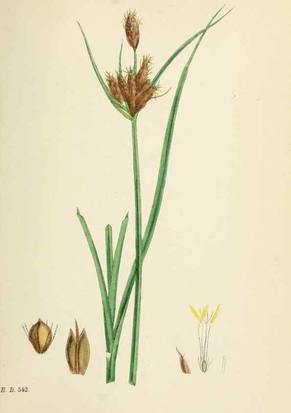 Reproducción/Reproduction 48750171878: English botany, or, Coloured figures of British plants /. London :R. Hardwicke,1863-1886.. 