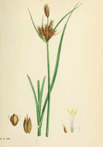 Reproducción/Reproduction 48750171878: English botany, or, Coloured figures of British plants /. London :R. Hardwicke,1863-1886.. 