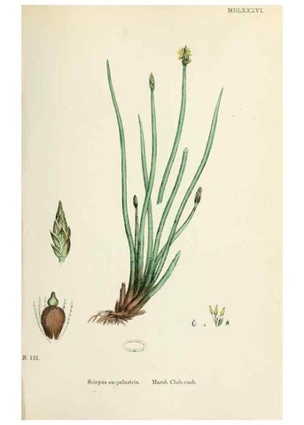 Reproducción/Reproduction 48750159808: English botany, or, Coloured figures of British plants /. London :R. Hardwicke,1863-1886.. 