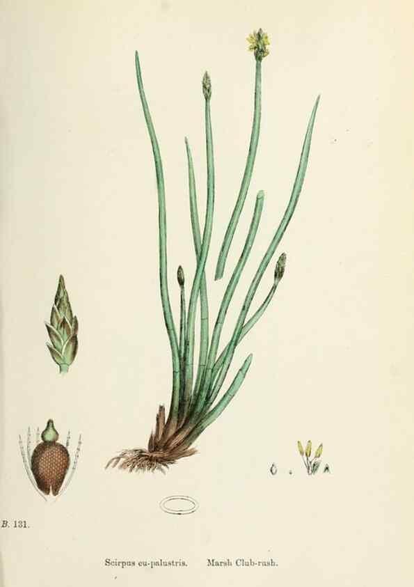 Reproducción/Reproduction 48750159808: English botany, or, Coloured figures of British plants /. London :R. Hardwicke,1863-1886.. 
