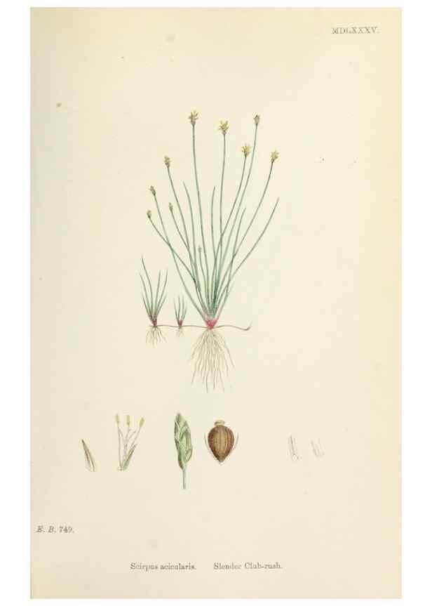 Reproducción/Reproduction 48750159413: English botany, or, Coloured figures of British plants /. London :R. Hardwicke,1863-1886.. 