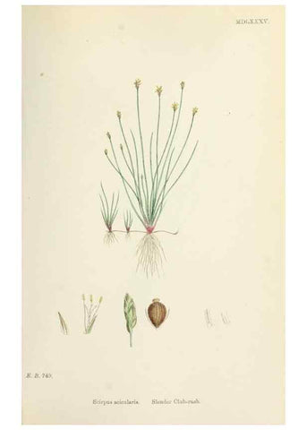 Reproducción/Reproduction 48750159413: English botany, or, Coloured figures of British plants /. London :R. Hardwicke,1863-1886.. 
