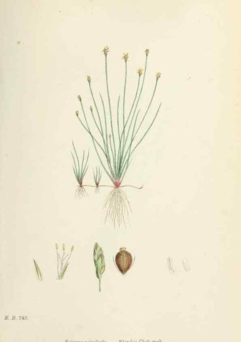 Reproducción/Reproduction 48750159413: English botany, or, Coloured figures of British plants /. London :R. Hardwicke,1863-1886.. 