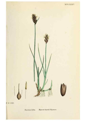 Reproducción/Reproduction 48750674552: English botany, or, Coloured figures of British plants /. London :R. Hardwicke,1863-1886.. 