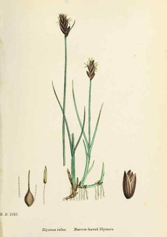 Reproducción/Reproduction 48750674552: English botany, or, Coloured figures of British plants /. London :R. Hardwicke,1863-1886.. 