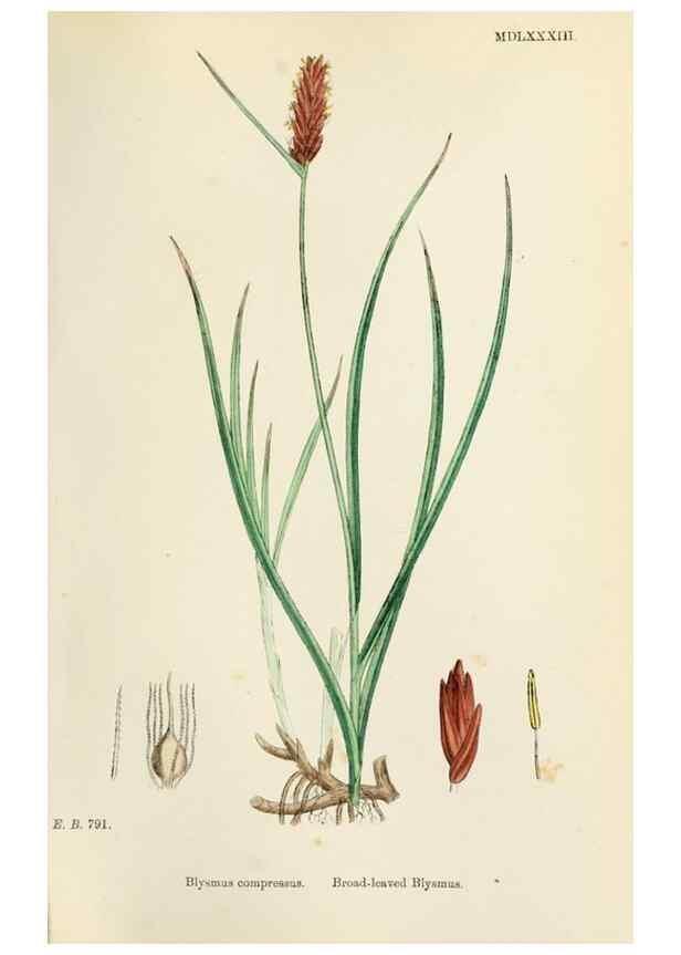 Reproducción/Reproduction 48750486456: English botany, or, Coloured figures of British plants /. London :R. Hardwicke,1863-1886.. 