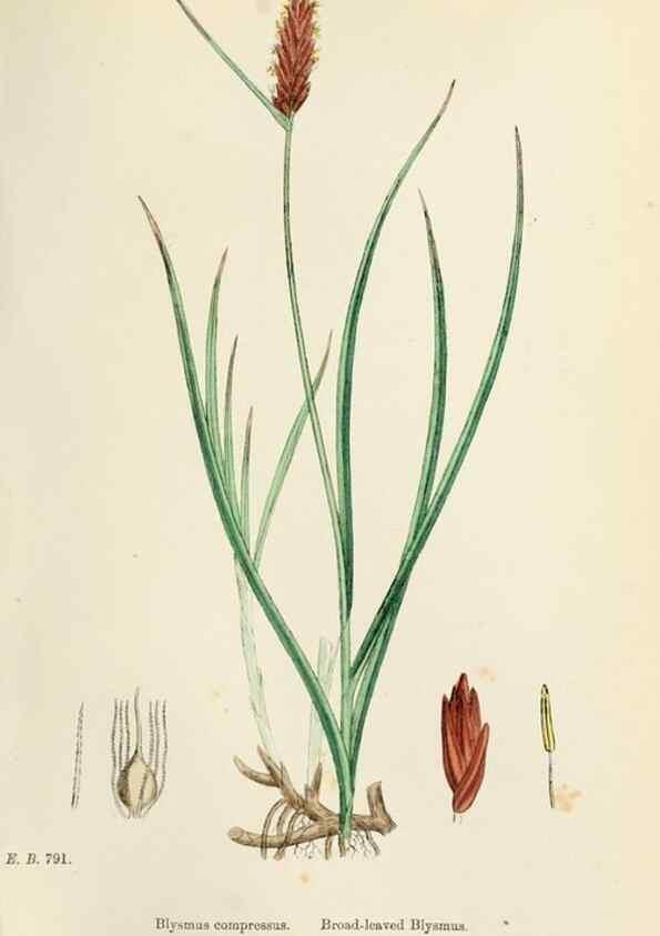 Reproducción/Reproduction 48750486456: English botany, or, Coloured figures of British plants /. London :R. Hardwicke,1863-1886.. 