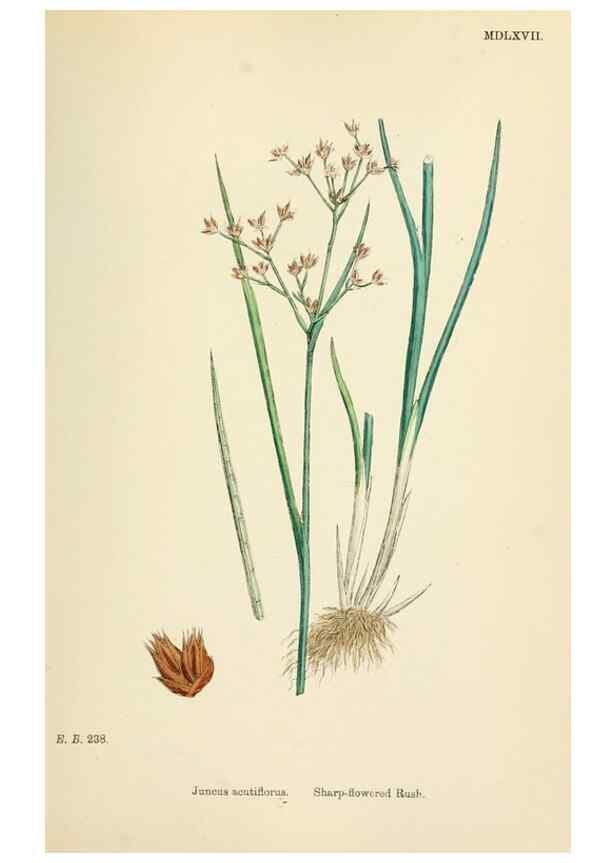 Reproducción/Reproduction 48750669002: English botany, or, Coloured figures of British plants /. London :R. Hardwicke,1863-1886.. 