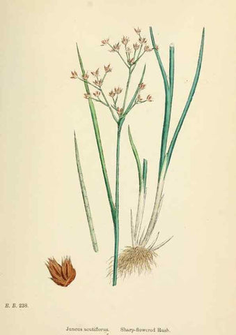 Reproducción/Reproduction 48750669002: English botany, or, Coloured figures of British plants /. London :R. Hardwicke,1863-1886.. 