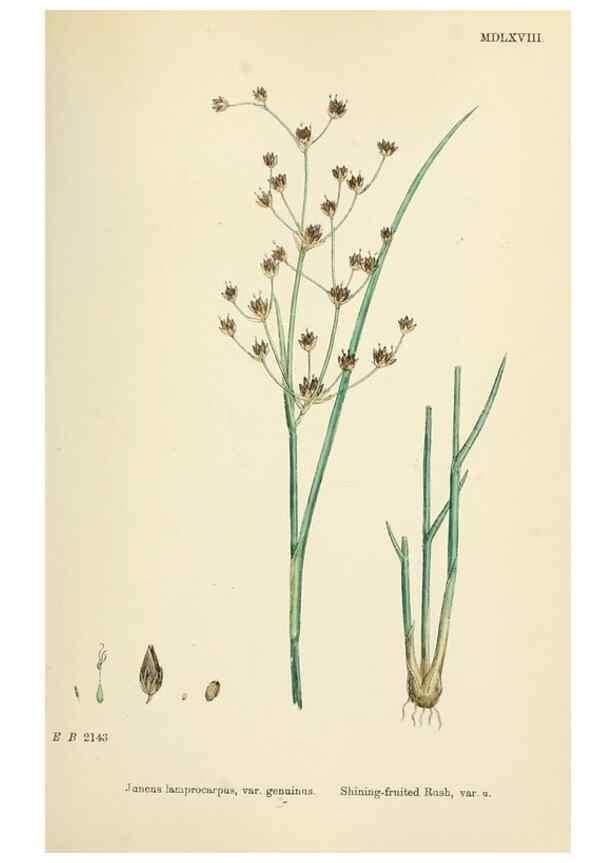 Reproducción/Reproduction 48750481046: English botany, or, Coloured figures of British plants /. London :R. Hardwicke,1863-1886.. 